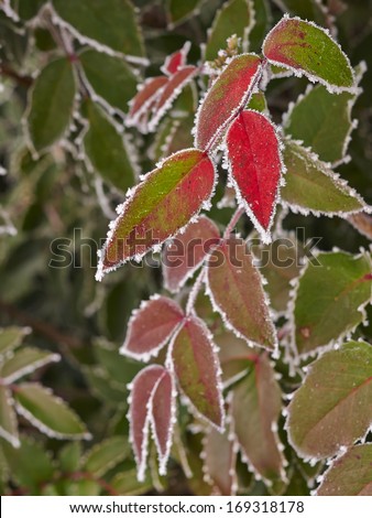 Rime covered leafs in park
