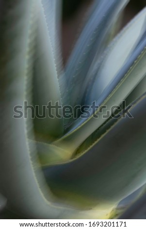 A high speed kokerboom blur creates and interesting background for a desktop in a hue range of greens and yellow colours