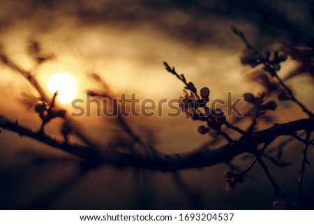 Blooming apricot tree on sunset background