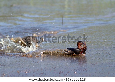 Grebe, tachybaptus ruficollis, escapes with a shrimp just caught from, action scene, shot set in nature, Italy