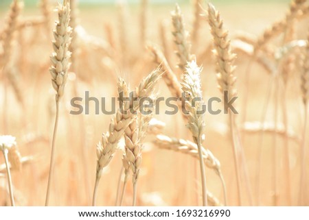 Ripening ears of yellow wheat field on the nature. 