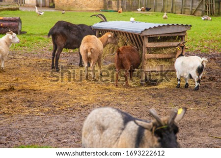 Goats and sheep walking and grazing in the field of Versailles, France Royalty-Free Stock Photo #1693222612