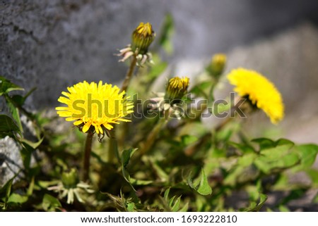 Dandelions with yellow flowers, in a joint in concrete. Close up with bokeh.