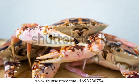 Fresh crab on wooden background