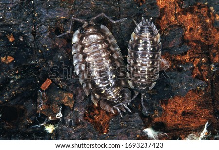 two woodlouses on a tree trunk