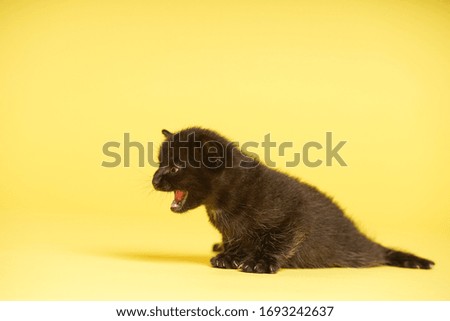 Pictured is a black kitten crying looking for a mother. Yellow background.