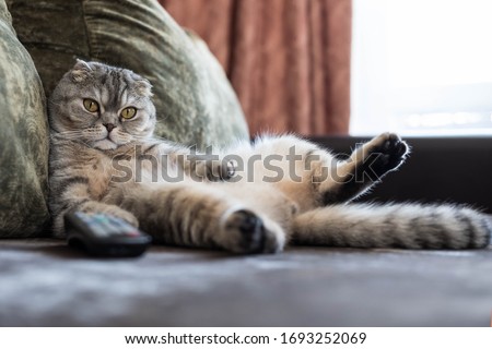Funny fat cat with his paw up, lying on the sofa with the remote control from the TV. Royalty-Free Stock Photo #1693252069