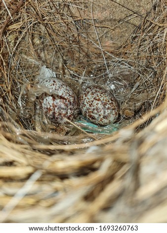 Indian Robin Bird Nest And Eggs