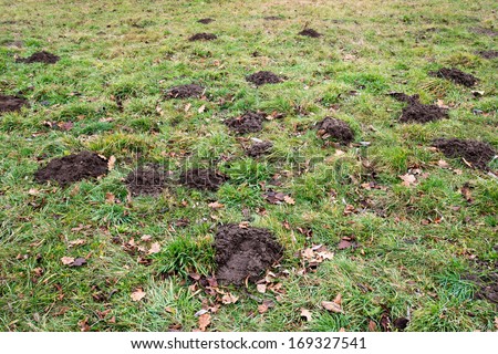 A mole's work in your garden can be quite annoying. 