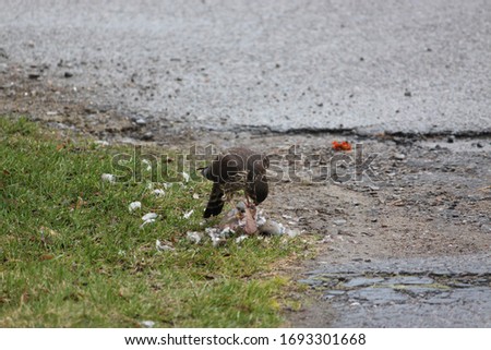 small hawk eating a pigeon on the side of the road 