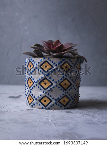 Top view cute succulent plant with copy space for text on wooden table background. close up view of symmetry succulent plant on blue , grey desk
