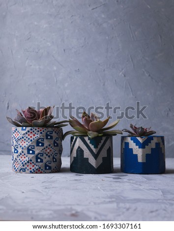 Top view cute succulent plant with copy space for text on wooden table background. close up view of symmetry succulent plant on blue , grey desk
