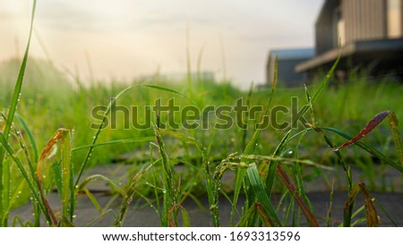 Country house in the sun. Drops of dew in the spotlight on the grass, breaking through the boards of drains. Blurred background. Place for your text.