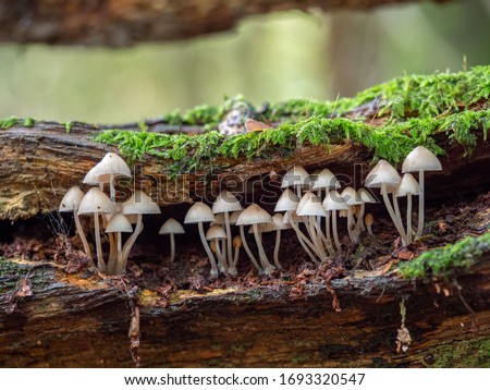 White Mushroom / Fungi in Wood Bonnet Fungi in Wood Royalty-Free Stock Photo #1693320547