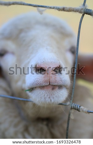 The face and eyes of a white sheep looking out of the farm.