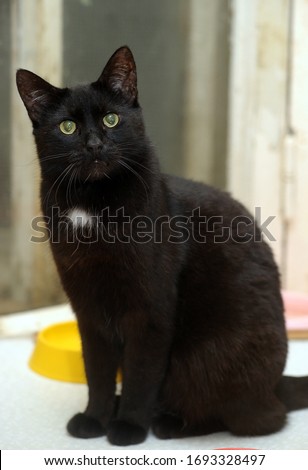 black cat with a white spot on his chest