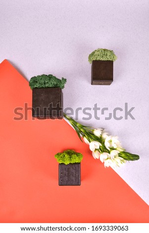 decoration moss from Lapland on color background