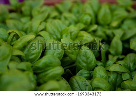 basil green plant ingredient organic
