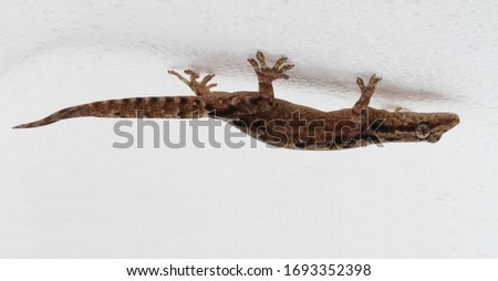 This image is oriented correctly!  A Mourning gecko (Lepidodactylus lugubris) uses its adhesive toepads to walk upside down on a ceiling. 