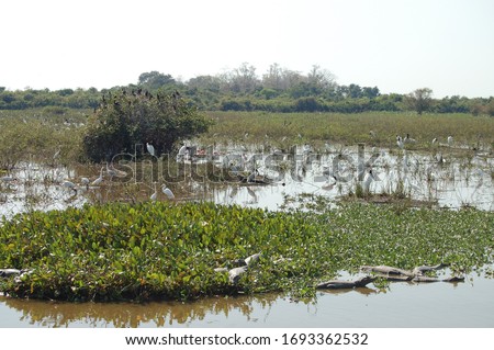Landscape view of in Pantanal, Brazil