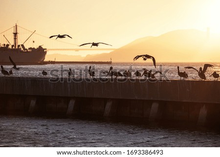 Brown pelicans gliding at sunset with the Golden Gate bridge behind in San Francisco.
