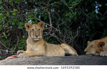 Young lions on top of rocks waiting for their pack