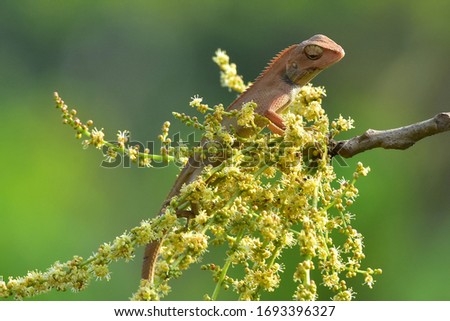 Chameleons with nature, Chameleons or chamaeleons are a distinctive and highly specialized clade of Old World lizards with 202 species described as of June 2015. These species come in a range of color