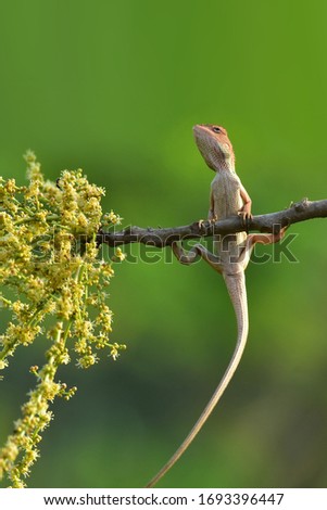 Chameleons with nature, Chameleons or chamaeleons are a distinctive and highly specialized clade of Old World lizards with 202 species described as of June 2015. These species come in a range of color