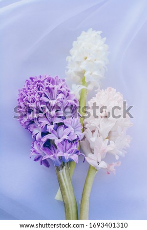 three hyacinth flowers on a pastel background. vertical image.Concept of a greeting card for a holiday