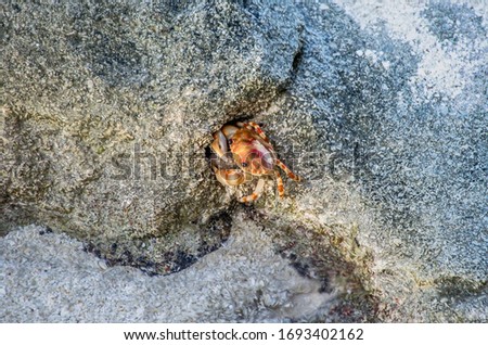 Small red crab hides in the stones