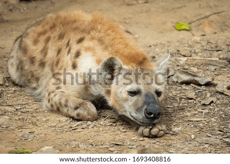 The hyena is Africa’s most common large carnivore.