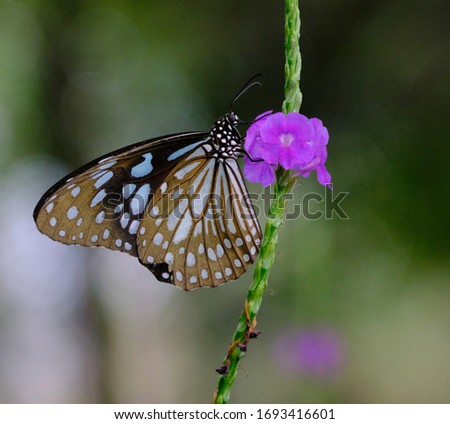 Butterfly Sitting on a flower