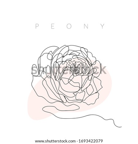 A peony by one line. Continuous drawing. Greeting card, poster, banner. Packaging design, label. Beauty. Black single line illustration of flower