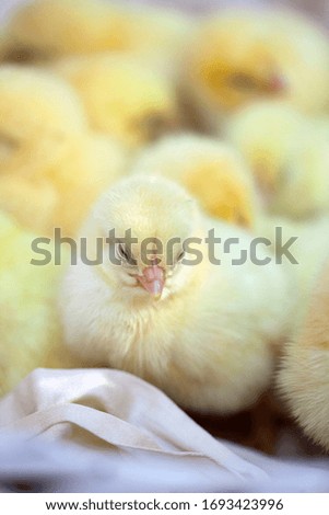Adorable little new born chikens
