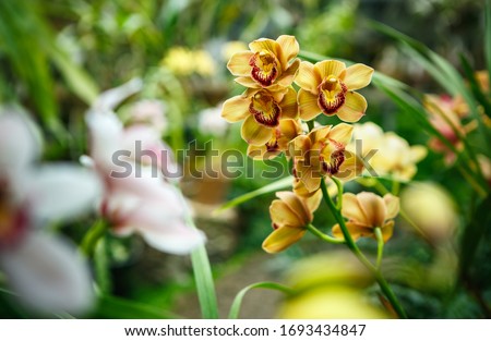 Beautiful yellow Orchidea flowers grow in botanical garden.Exotic Cymbidium Orchidaceae flower bloom in green park Royalty-Free Stock Photo #1693434847