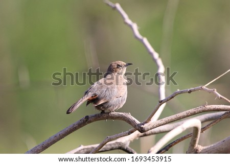 A Female Indian Robin Bird Is Sitting On The Branch