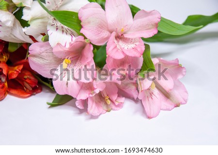 Peruvian lily pink, red, white alstroemeria on a light background
