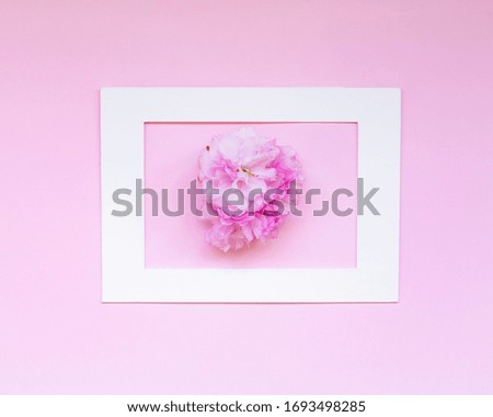 
almond blossoms on pink background, fresh april