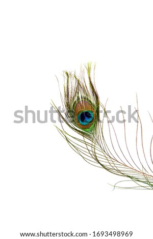 a beautiful elegant iridescent blue green golden with an eye exotic male peacock plumage bird feather isolated on white