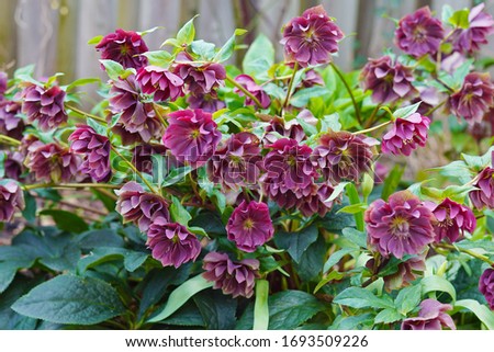 macro closeup of purple pink flowers with green leaves of Helleborus niger, called Christmas rose or black hellebore, plant first to bloom in winter in the garden                                