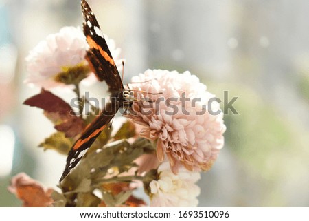 Closeup butterfly on flower (Common tiger butterfly). Spring time.