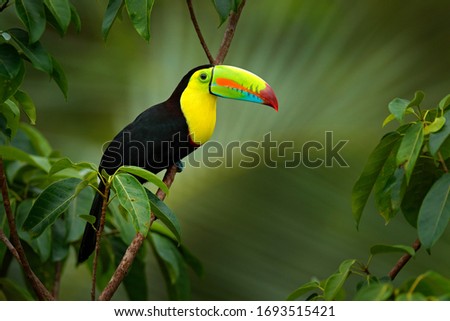 Nature travel holiday in central America. Keel-billed Toucan, Ramphastos sulfuratus. Wildlife from Costa Rica. Costa Rica wildlife. Toucan sitting on the branch in the forest, green vegetation. 