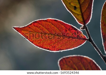 Red Honeysuckle (Lonicera xylosteum), leaf with a light covering of hoarfrost, Untergroeningen, Baden-Wuerttemberg, Germany, Europe Royalty-Free Stock Photo #1693524346