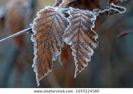 Hornbeam (Carpinus betulus), first frost, Untergroeningen, Baden-Wuerttemberg, Germany, Europe Royalty-Free Stock Photo #1693524580