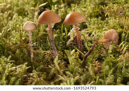 Conocybe teneroides mushrooms, Untergroeningen, Baden-Wuerttemberg, Germany, Europe Royalty-Free Stock Photo #1693524793