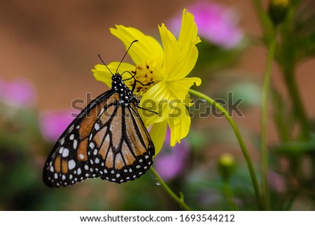 Beautiful butterfly on a yellow flower.