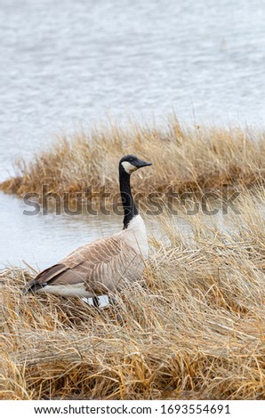 Canada Goose in the swamp