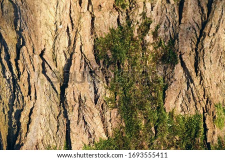 Background image of Tree bark with green moss on it. Sunny picture of tree in forest in Oisterwijk Netherlands in the outdoors. 