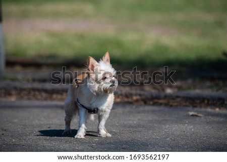 Yorkshire Terrier on the road in park dof pets animal