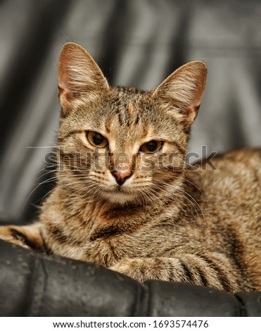 beautiful european shorthair cat portrait